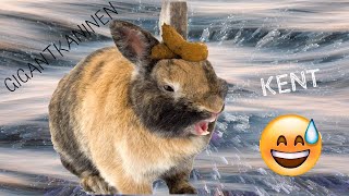 My heart will go on Norsk Parodi Dub Sang Morsomme norske sanger😂🐰🐰 [upl. by Lipsey]