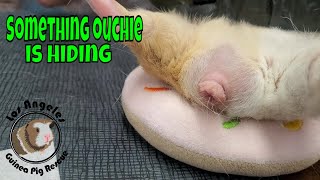 Guinea Pig Hiding a Big Ouchie  A MUST Watch if You Have Boy Guinea Pigs [upl. by Ainsley]