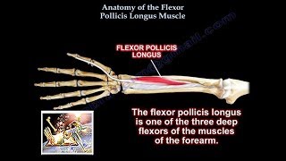 Anatomy Of the Flexor Pollicis Longus Muscle  Everything You Need To Know  Dr Nabil Ebraheim [upl. by Sibelle]