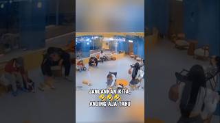 Mata anjing emang gak pernah salah🤣🤣🤣 [upl. by Nolrac]