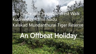 Tea Estate and Tropical Forest Walk near Kudrevetty Kalakad Mundanthurai Tiger Reserve [upl. by Ennelram]