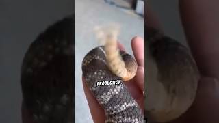 Secrets of the Rattlesnakes Tail Revealed Rattlesnake WildlifeSecrets NatureDocumentary [upl. by Wurtz39]