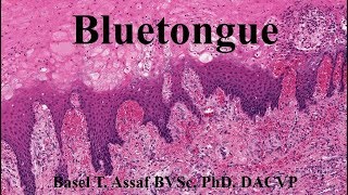 Bluetongue Disease مرض اللسان الأزرق بالعربي [upl. by Ardyaf]