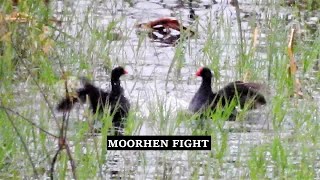 Moorhen Fight  Common Moorhen Territorial Behaviour  Birds Fight  Birds Behaviors [upl. by Kauffmann]