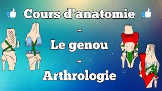 Anatomie du membre inférieur  Le genou [upl. by Gregg184]