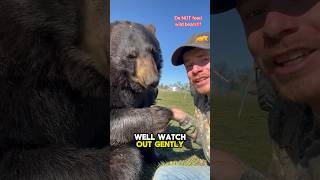 Pooh Bear animalsofyoutube animals bears [upl. by Ahsimac]