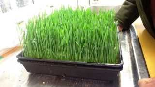 How to grow Wheatgrass [upl. by Somisareg857]