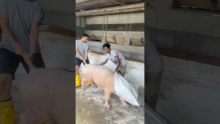 Pig removed shortvideo youtubeshorts [upl. by Germayne]