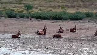 Red hartebeests Alcelaphus buselaphus caama at Kamfers Dam  africam BirdLife  exploreorg [upl. by Dao]