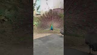 Kadal Alai Konjam song peacock🦚🦚🦚🙏🙏🙏  short video [upl. by Nylidnarb]