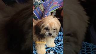 Shih Tzu puppy in kolkata yt short pet puppy🐕 kolkatapetmarket dog viral ytshots song ♥️🐶🐕 [upl. by Man]