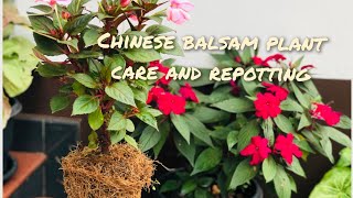 Chinese Balsam plant care and repotting chinesebalsam balsam impatiens repottingplants plants [upl. by Enyt]