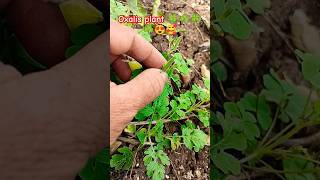 Oxalis plant ☘️🍀☘️🍀🥰😍nature plants gardening shorts short youtubeshorts virlalshorts [upl. by Nirrac129]