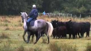 Galloways im Médoc [upl. by Hans]