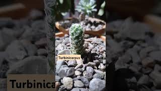 Succulent  Turbinicarpus plants succulent succulents indoorplants cactus turbinicarpus [upl. by Anon186]