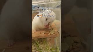 What I Learned from GERBIL PLAYTIME Will Make You Smile gerbil funny [upl. by Alekahs655]