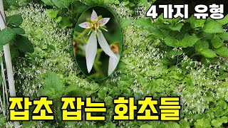 잡초를 잡는 4가지 유형의 화초들  지피식물 중 최고는 잎이 발달한 다년생 화초들  강원도 정원 [upl. by Nivled581]