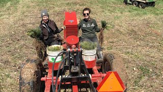 Conifer tree planting tree treeplanting conifer conservation [upl. by Attenyt]