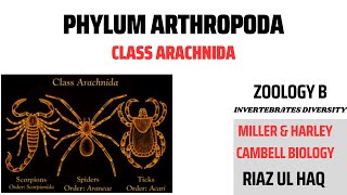 Class ArachnidaPhylum Arthropoda Miller amp Harley Zoology B BS amp MS [upl. by Bass385]