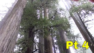 Pt 4 Jedediah Smith State Park Nickerson Ranch Trail Crescent City CA  Channel James Plosko [upl. by Lewak80]