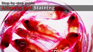 04R Preserve in glycerol Alizarin Red Staining Stepbystep guide 2023 1130 04 RedD [upl. by Philomena]