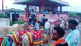 Gangapur village polala amavasya video [upl. by Haslam793]