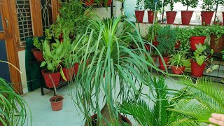 Care of Nolina Palm  Ponytail Palm  Elephant Foot Palm  How to Grow and Care Nolina Palm [upl. by Nywles]