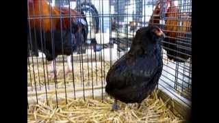 ZwergAraucana schwarz Araucana noire naine Schweizer Nationale Geflügelschau 2012 [upl. by Gwenny]