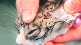 Graphic Flea infestation in kitten [upl. by Merrick]