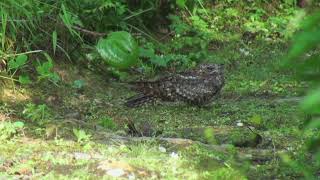 Engoulevent dAbyssinie Caprimulgus poliocephalus ruwenzorii Montane Nightjar [upl. by Ttenneb]