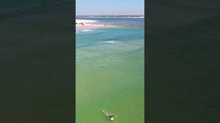 Surfing with Sharks in New Smyrna Beach FL surf shark dangerous drone [upl. by Ahsienal631]