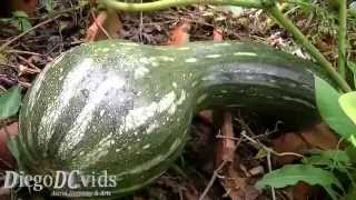 Cucurbita moschata Cucurbitaceae Abóbora gigante [upl. by Innus]