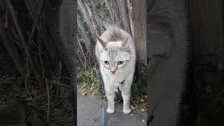 Cat and Coyote Fence [upl. by Power]