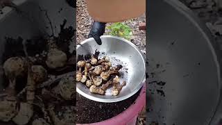 Harvesting lots of Jerusalem Artichokes or Sunchokes [upl. by Gallenz]