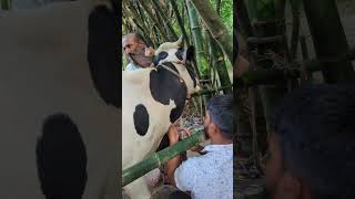 IV injection for cow agriculture animals livestockfarming cowlover viralvideo trending [upl. by Karia845]