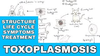 Toxoplasmosis  Toxoplasma gondii  Structure Life cycle Symptoms Treatment  Bio science [upl. by Pegma]