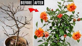 5 SECRETS to SAVE or REVIVE a dying Hibiscus plant EASILY [upl. by Koehler]