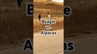 Beagle and Alpacas dog pets cute [upl. by Bristow]