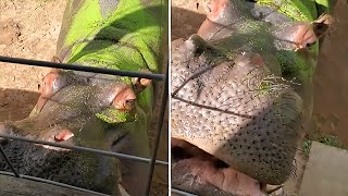 Woman fearlessly handfeeds a giant hippopotamus [upl. by Eahsram]