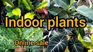 New sale videoindoor plants and outdoor plants50 plants8590719283 [upl. by Kra]