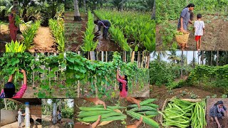 காய்பந்தல் இப்படி ஆகும்னு எதிர்ப்பார் ததுதாங்க🌱 செவ்வாழை நடவு🍌vegetable garden ideas🌶🍆🥒🫛Harvesting [upl. by Heidi]