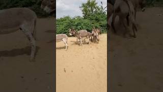 5 Big Donkey animal viralvideo youtubeshorts [upl. by Latoniah236]