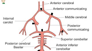 Como é a vascularização do encéfalo Neuroanatomia Funcional Básica [upl. by Bound]