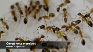 Ant injured leg – amputation behavior [upl. by Lonne]