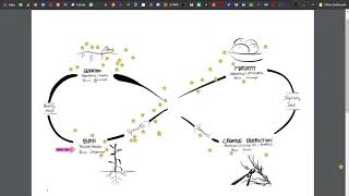 Liberating Structures Ecocycle Planning  virtual [upl. by Salvidor626]