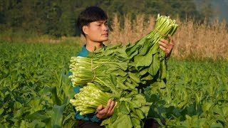 2 Year living in forest Harvesting vegetables Go to the market to sell [upl. by Seitz923]