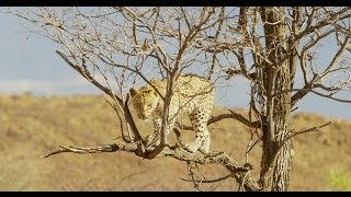 Pride of Namibia [upl. by Theresita]