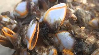 goose barnacles moving [upl. by Tallbott]