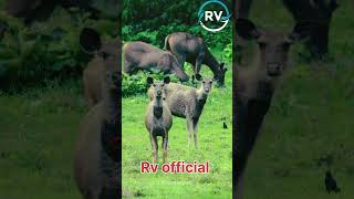 Safari parksasangir girnatioanpark nature gujarat youtube [upl. by Leilamag]