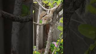 baby squirrel gilhari [upl. by Naeerb803]